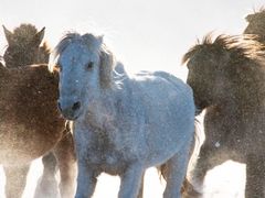 -塞罕坝国家级自然保护区