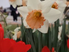 -荷兰花海