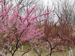 -大兴滨河森林公园