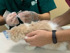 -宠颐生猫科·内科皮肤科(西平世纪城店)