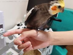 -瑞派·关忠动物医院·异宠专科·犬猫肿瘤·皮肤专科(望京店)