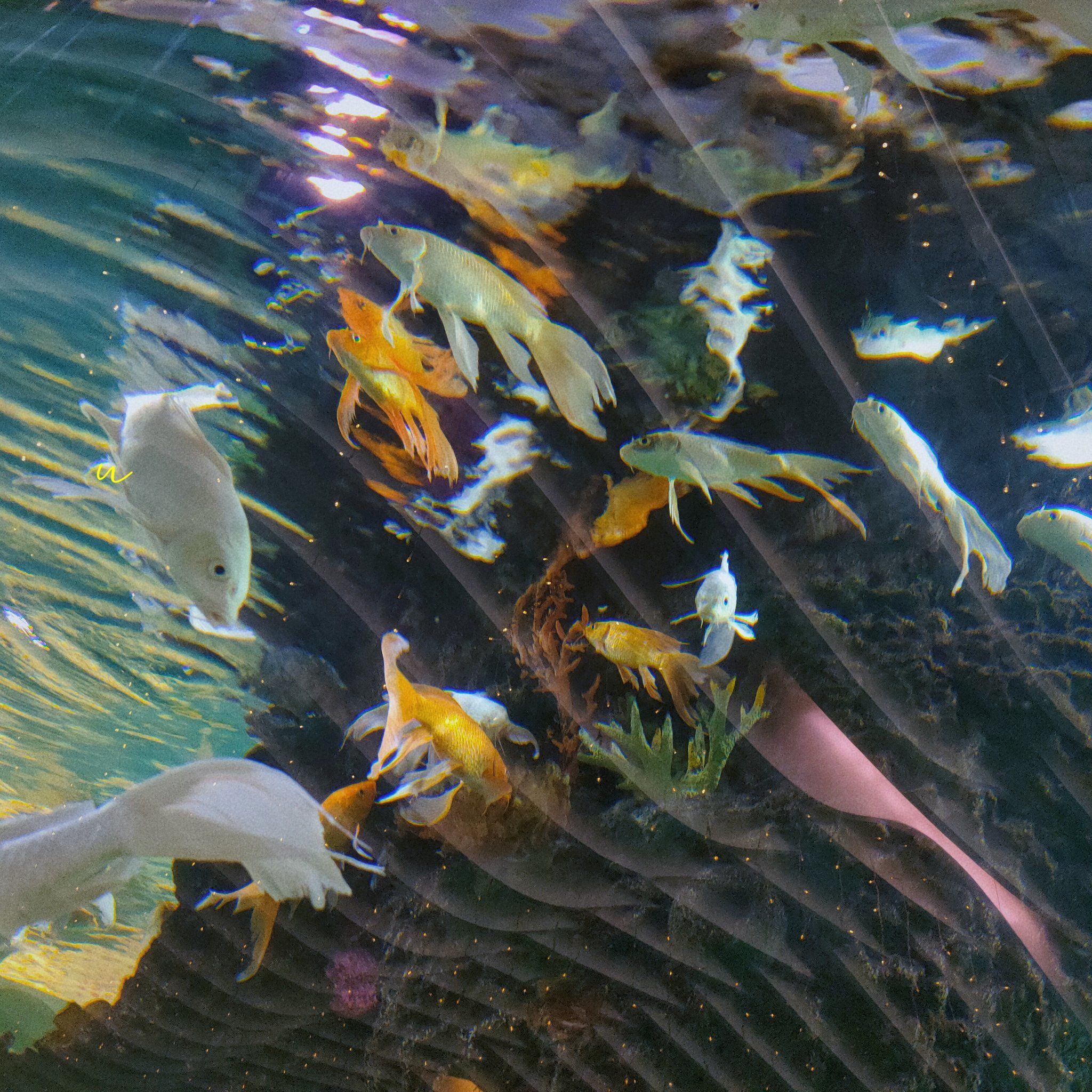 雨花客厅水族馆 免费!