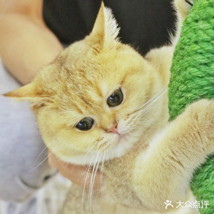 上海探店🐱打卡利路修同款撸猫圣地‼️