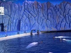 -珠海长隆海洋王国