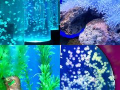 -海合安武汉极地海洋公园