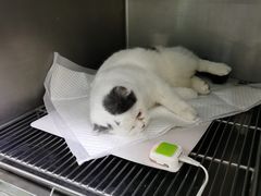 -汪喵宠物医院·骨科心脏影像·犬猫急重症ICU诊疗中心(成华分院)