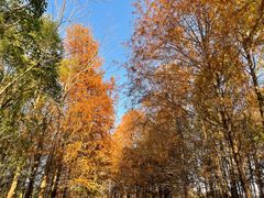 -上海海湾国家森林公园