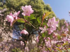 -高东镇樱花园