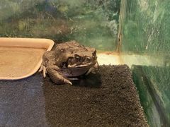 -上海大自然野生昆虫馆
