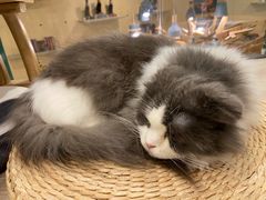 -飞行喵MR PILOT|猫舍·猫咖(静安大融城店)