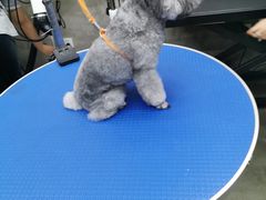 -PETKIT 小佩宠物·低压洗护·美容·寄养(安远店)