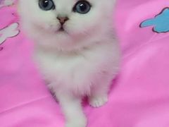 -宠爱多约克夏马尔济斯泰迪小型犬专卖