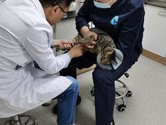 -喜多萌中农锦绣动物医院24H·猫科·牙科MRI·CT