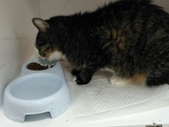 -瑞派·关忠动物医院·异宠专科·犬猫肿瘤·皮肤专科(望京店)