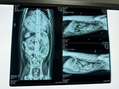 -东日国际动物医院·CT·心脏专科(桃源分院)