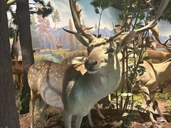 -陕西自然博物馆