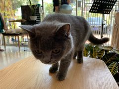 -平行世界·猫咖(首经贸店)