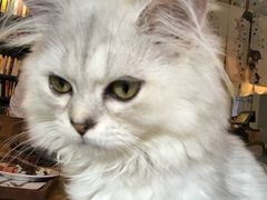 -吉丁鸟咖·异宠·寄养