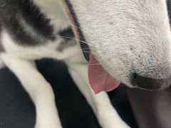 -宠福鑫康馨动物医院·骨科·眼科