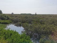 -北海金海湾红树林生态旅游区