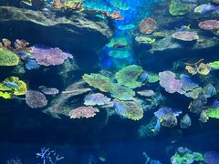 -暹罗海洋世界