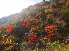 -秦岭风景区