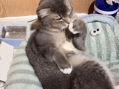 -MOCHA明星猫咖(田子坊店)