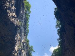 -银峰农庄·特色烧鸡·鲜无花果浸鸡