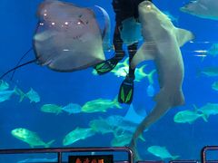 -烟台海昌鲸鲨海洋公园