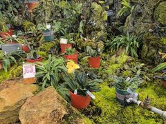 -国家植物园南园