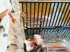 -海南热带野生动植物园