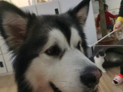 -李小姐の猫咖啡馆(五角场店)