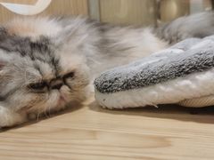 -屋虎猫馆(宝安大仟里店)