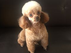 -美联众合宠物医院·爱萌分院·内外科·猫科中心