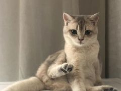 -猫大福·Fortune Cat猫舍(百子湾店)