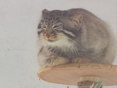 -青藏高原野生动物园