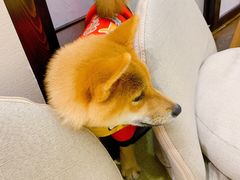 -逗柴咖啡屋·狗咖猫咖宠物桌游