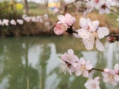 -同里国家湿地公园