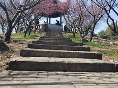 -香雪海