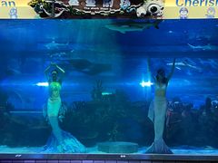 -成都浩海立方海洋公园