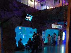 -烟台海昌鲸鲨海洋公园