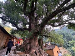 -杨家堂村