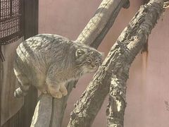 -青藏高原野生动物园
