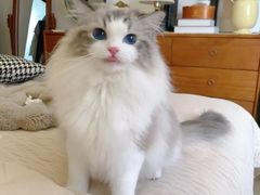 -猫十亿·布偶金渐层·曼基康矮脚猫舍(青年路店)