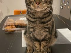 -猫大福·Fortune Cat猫舍(百子湾店)