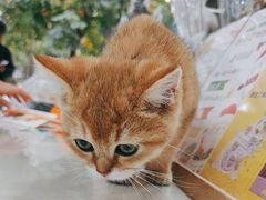 -四月宠物医院·猫专科·心脏专科·内科(转塘店)