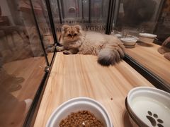 -袖虎·猫馆(体育西路店)