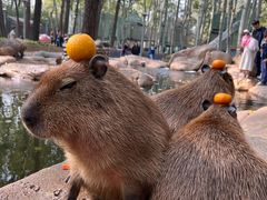 -北京野生动物园