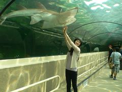 -悉尼海洋生物水族馆