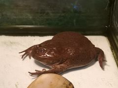 -上海大自然野生昆虫馆(东方明珠·爬宠昆虫探索中心)